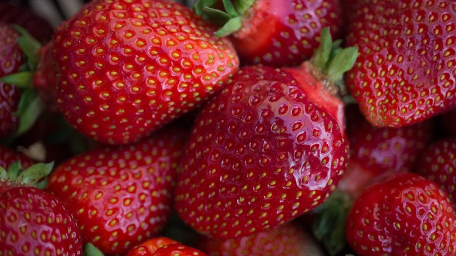 Truskawka kaszubska /Shutterstock