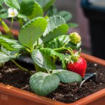 Truskawki bez robaków i chorób. Pomoże proszek ze znanych przypraw