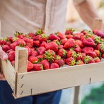 Truskawki można jeść bez ograniczeń? Te owoce też mogą podnieść poziom cukru