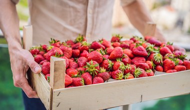 Truskawki można jeść bez ograniczeń? Te owoce też mogą podnieść poziom cukru