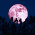 Truskawkowy Księżyc zabłyśnie na nocnym niebie. Kiedy i gdzie najlepiej go oglądać? 