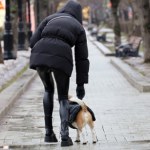 trutka Trutka wymieszana z ziarnem? Nowe informacje ws. prób otrucia psów w Krakowie