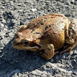 Trwa coroczny rytuał płazów. Utrudnienia na drogach
