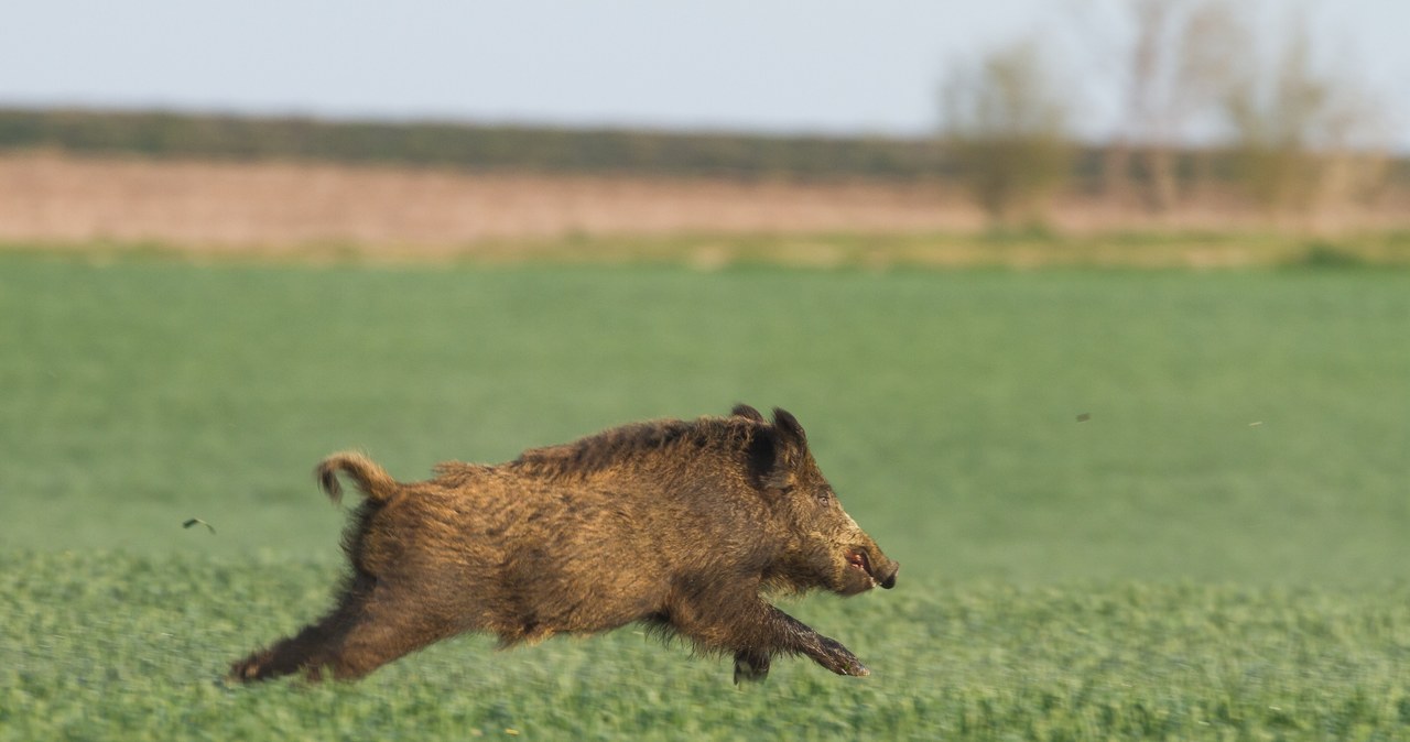 Trwa odstrzał dzików. W niektórych powiatach kraju zginą wszystkie /123RF/PICSEL