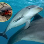 Trwa pogrom delfinów z Morza Czarnego. To wina rosyjskich okrętów wojennych