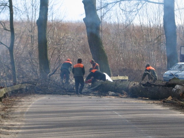 Trwa usuwanie wiatrołomów z terenów Lasów Państwowych w województwie zachodniopomorskim /RMF FM