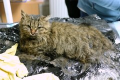 Trwa walka o życie kotów, które wpadły do płynnego asfaltu