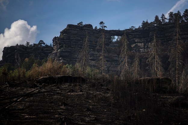 Trwa walka z pożarem lasu w Czeskiej Szwajcarii /Martin Divisek /PAP/EPA