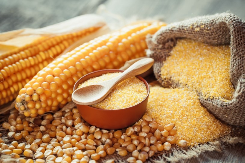 Trwają zbiory kukurydzy, najbardziej zaawansowane są na Opolszczyźnie, w Wielkopolsce i w centrum kraju /123RF/PICSEL