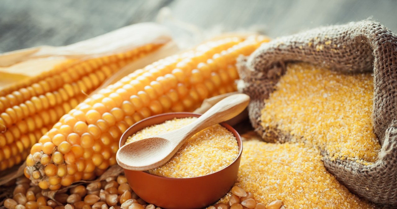 Trwają zbiory kukurydzy, najbardziej zaawansowane są na Opolszczyźnie, w Wielkopolsce i w centrum kraju /123RF/PICSEL