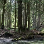Trybunał Sprawiedliwości UE: Wycinka drzew w Puszczy Białowieskiej ma być natychmiastowo wstrzymana