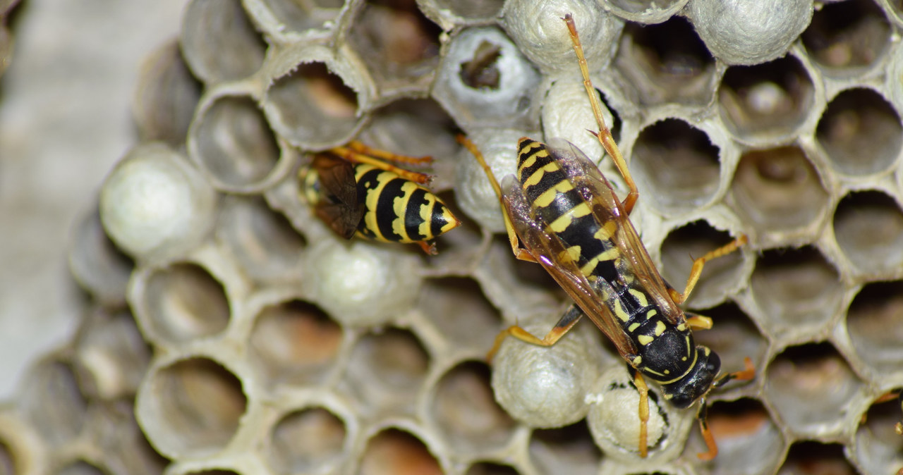 Trypofobia ma uzasadnienie ewolucyjne, obrzydzenie i strach mają trzymać ludzi z dala od niebezpiecznych obiektów /123RF/PICSEL