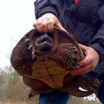 Trzeci żółw jaszczurowaty znaleziony w Polsce. Co się stanie z gadem?