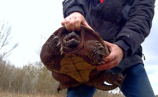 Trzeci żółw jaszczurowaty znaleziony w Polsce. Co się stanie z gadem?