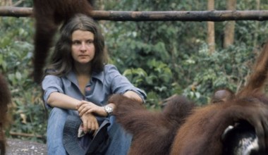 Trzecia z Trimates nie żyje. Była legendą ochrony orangutanów
