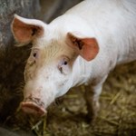 Trzecie ognisko ASF u świń w Polsce