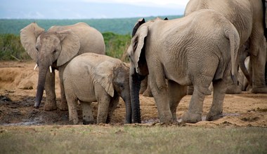 Trzęsienie ziemi w zoo, słonie nagle utworzyły krąg. Zaskakujące wideo