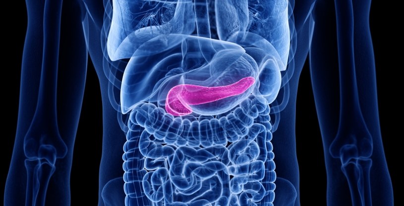Trzustka reguluje poziom glukozy we krwi /123RF/PICSEL