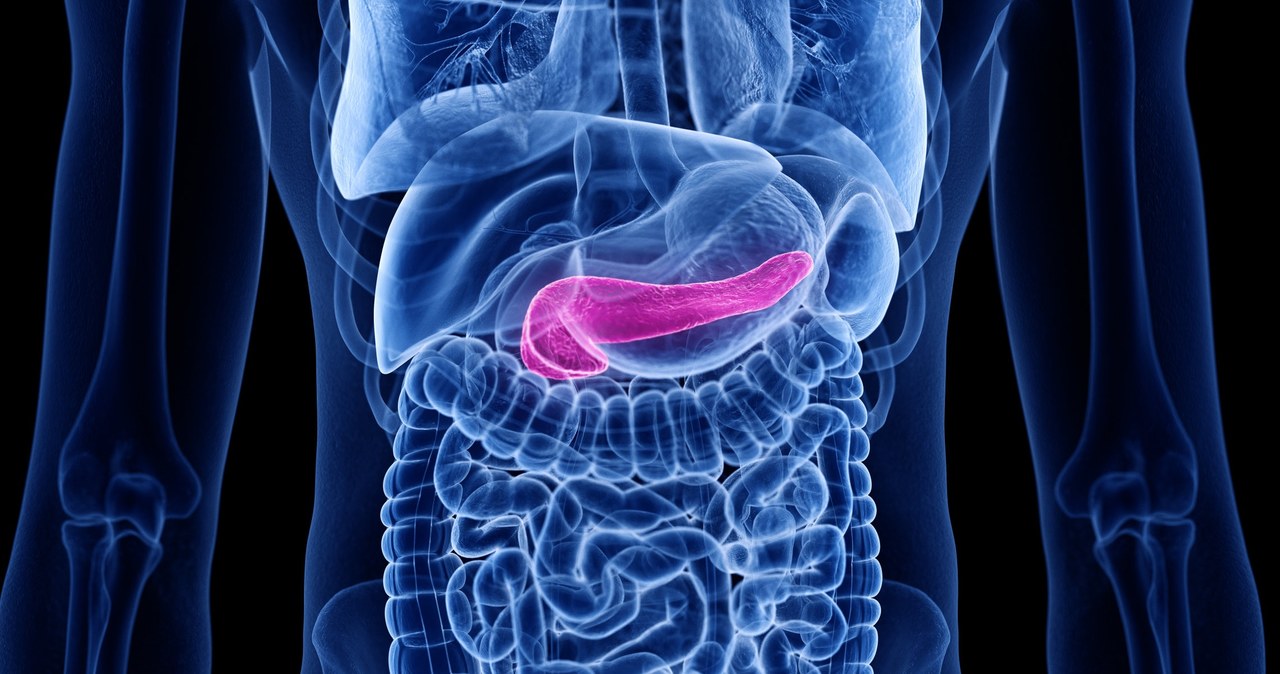 Trzustka reguluje poziom glukozy we krwi /123RF/PICSEL
