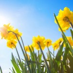 Trzy daty początku wiosny. Wyjaśniamy, skąd te różnice