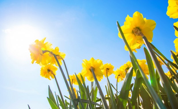 Trzy daty początku wiosny. Wyjaśniamy, skąd te różnice