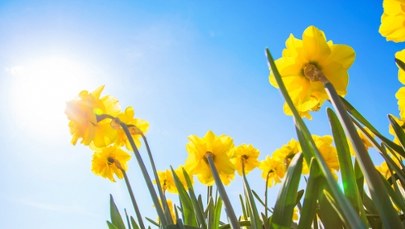 Trzy daty początku wiosny. Wyjaśniamy, skąd te różnice