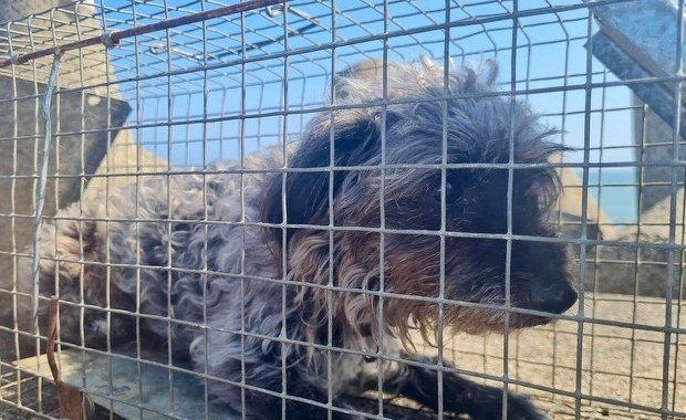 Trzy dni udręki. Pies wpadł w pułapkę