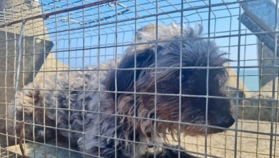 Trzy dni udręki. Pies wpadł w pułapkę