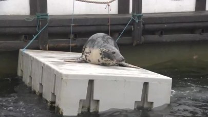 Trzy foki na Helu w ciąży. Ojcem lokalny samiec alfa