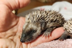 ​Trzy jeże-sierotki uratowane przez przechodniów