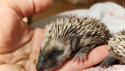 ​Trzy jeże-sierotki uratowane przez przechodniów