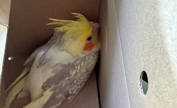 Trzy kolorowe papugi z Nowogrodzkiej już w azylu. Czwarta wybrała wolność