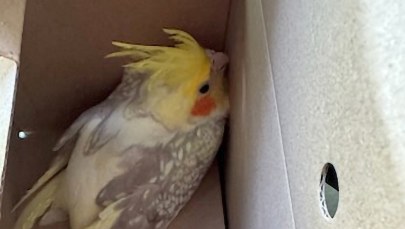 Trzy kolorowe papugi z Nowogrodzkiej już w azylu. Czwarta wybrała wolność