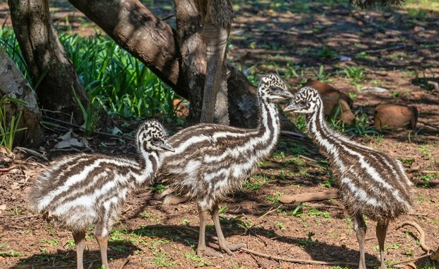 Trzy małe emu zamieszkają w poznańskim zoo