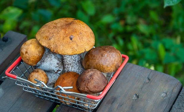 Trzy najlepsze miejsca na grzyby w Małopolsce. Eksperci wskazują 