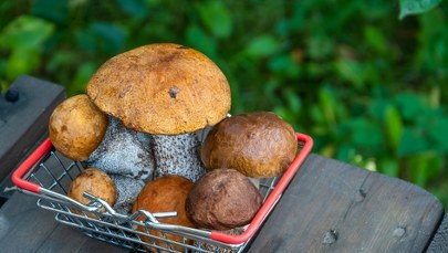 Trzy najlepsze miejsca na grzyby w Małopolsce. Eksperci wskazują 