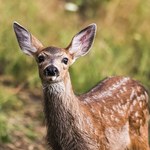 Trzy nowe warianty koronawirusa wykryto u jeleni