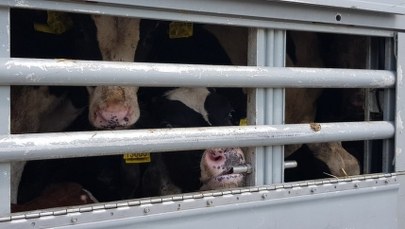 Trzy padłe cielęta. Przerażające realia transportu zwierząt 