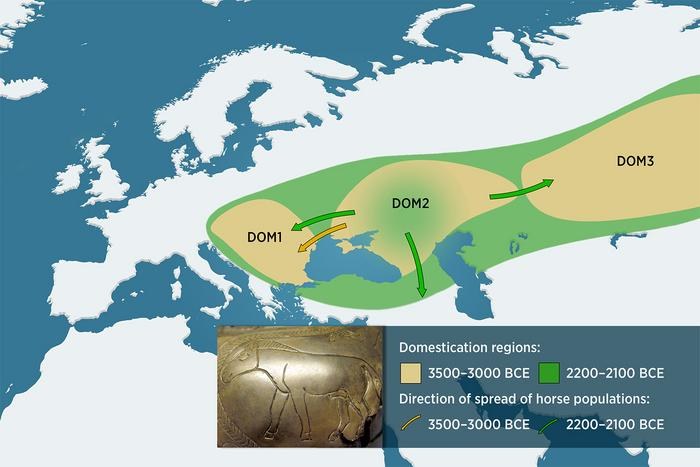 Trzy rejony udomowienia koni /Rys. Jani Närhi /Materiały prasowe