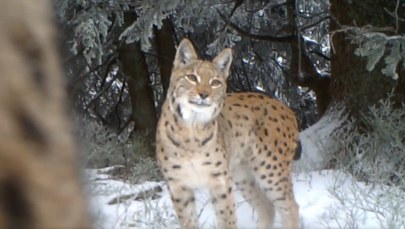Trzy rysie zarejestrowane przez wideopułapkę w Beskidach