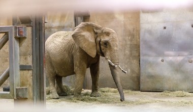 Trzy słonie z Niemiec przyjechały do zoo w Polsce. Wybuchła burza