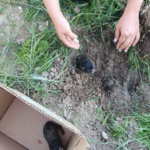 Trzy szczeniaki zakopane żywcem. Sprawcy szuka policja 
