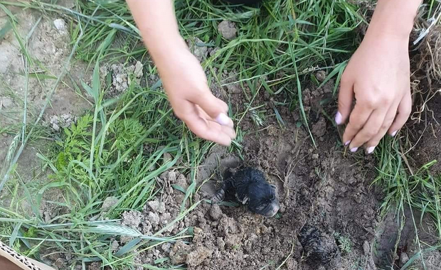 Trzy szczeniaki zakopane żywcem. Sprawcy szuka policja 
