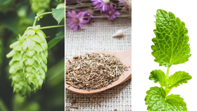 Trzy zioła, które zapewnią Ci święty spokój