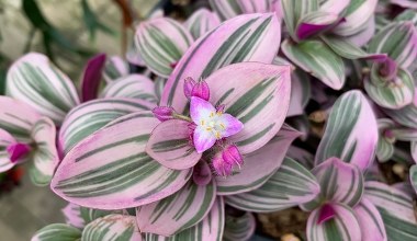 Trzykrotka jest idealną rośliną do sypialni i na balkon