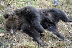 Trzyletni niedźwiedź padł ofiarą kłusowników