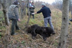 Trzyletni niedźwiedź padł ofiarą kłusowników