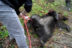 Trzyletni niedźwiedź padł ofiarą kłusowników