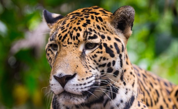 Trzymał jaguara na łańcuchu. Zwierzę czeka długa rehabilitacja