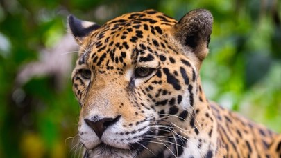 Trzymał jaguara na łańcuchu. Zwierzę czeka długa rehabilitacja